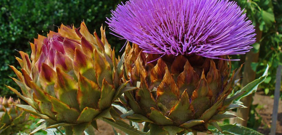 cynara_cardunculus_008 cynara_cardunculus_008