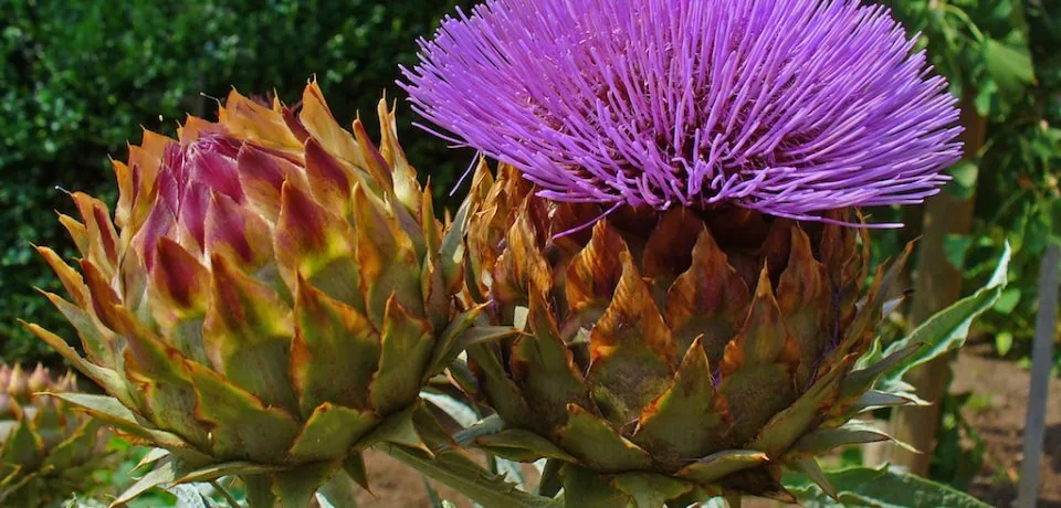 cynara_cardunculus_008