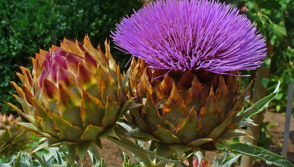 cynara_cardunculus_008
